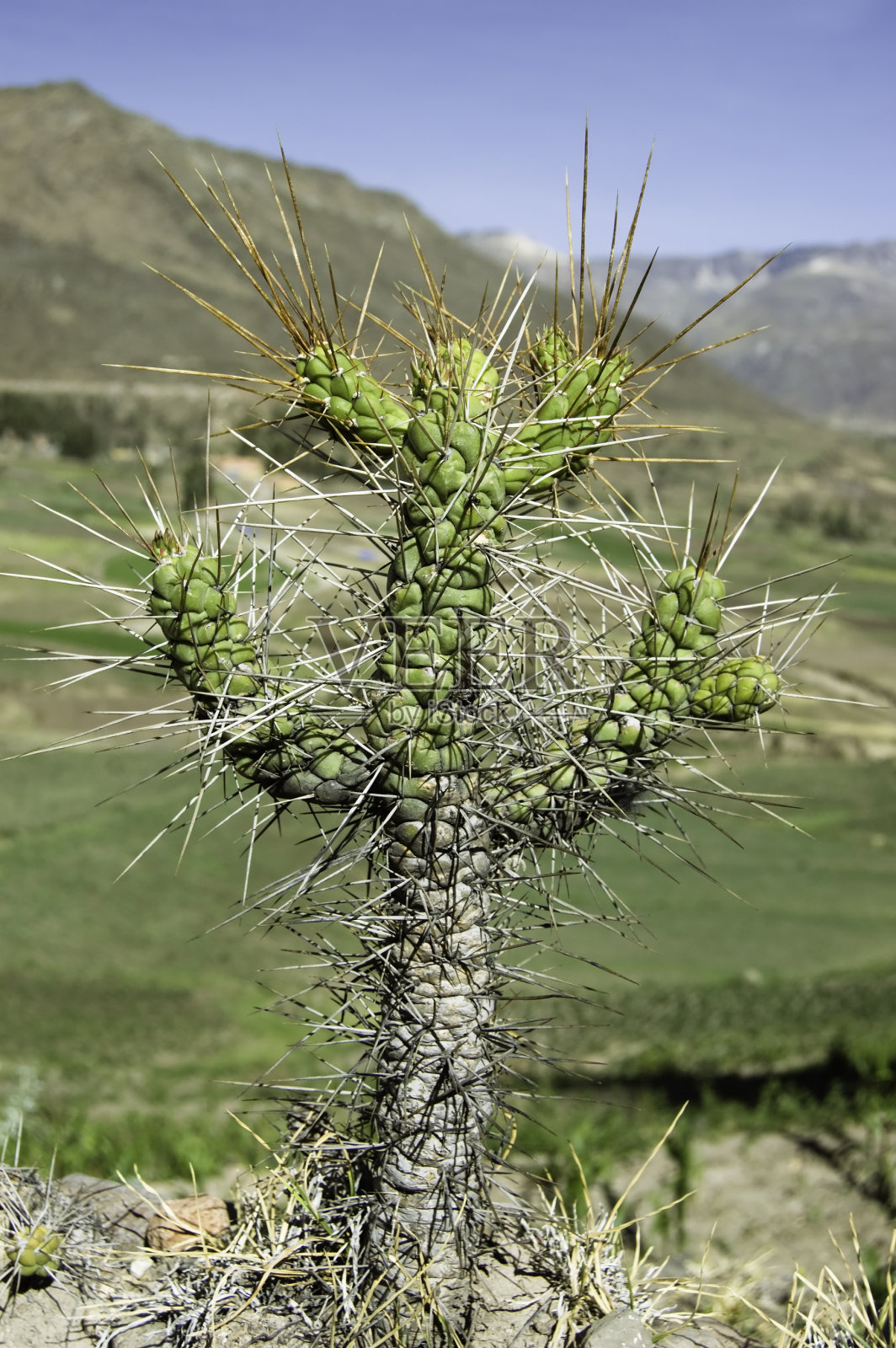 仙人掌的人照片摄影图片