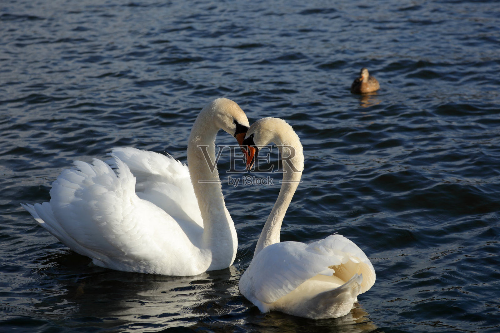 两只恋爱中的天鹅照片摄影图片