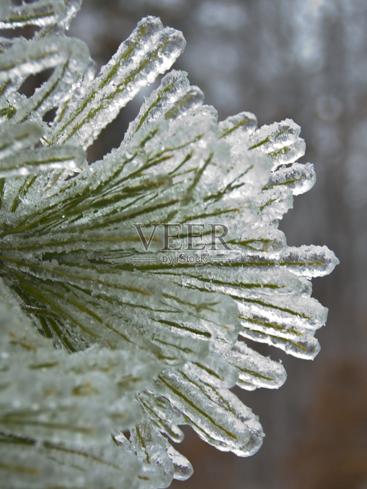 冰冻的松树照片摄影图片