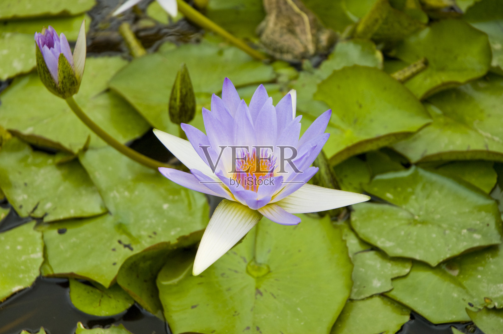 紫色的莲花照片摄影图片