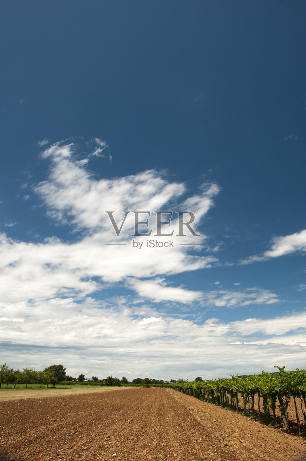 夏天的领域照片摄影图片