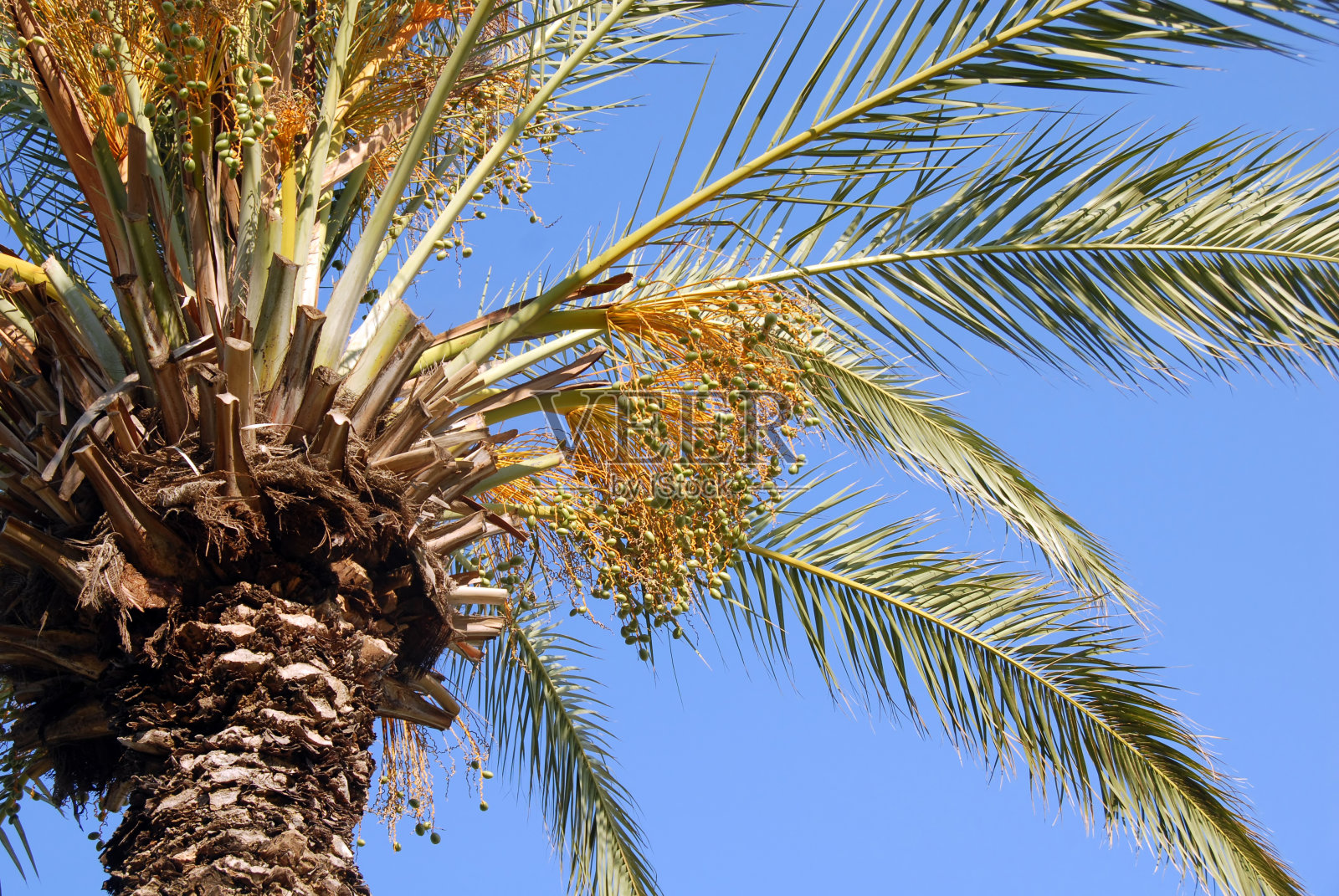 棕榈皇冠照片摄影图片