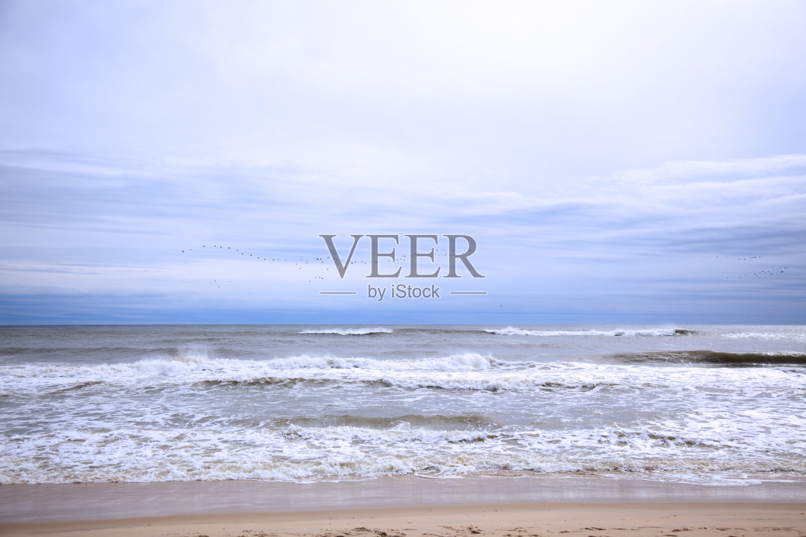 地平线上的鸟儿照片摄影图片