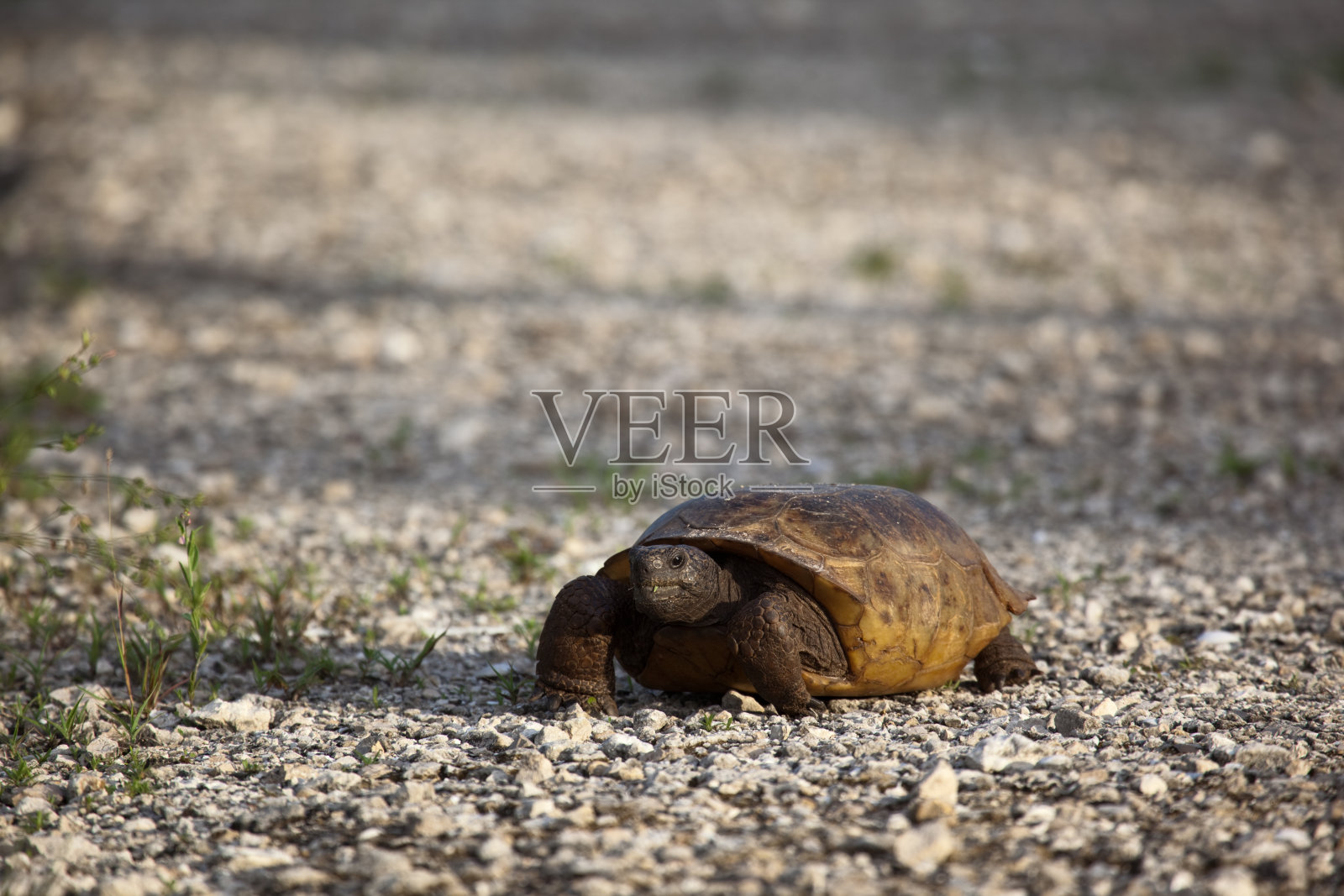 地鼠陆龟照片摄影图片