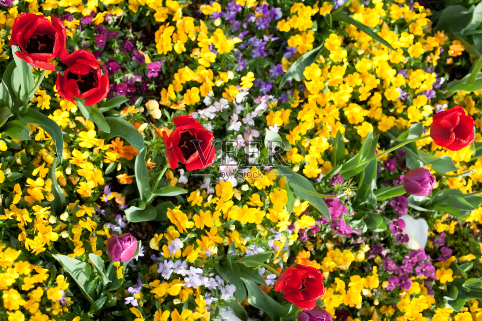 花照片摄影图片