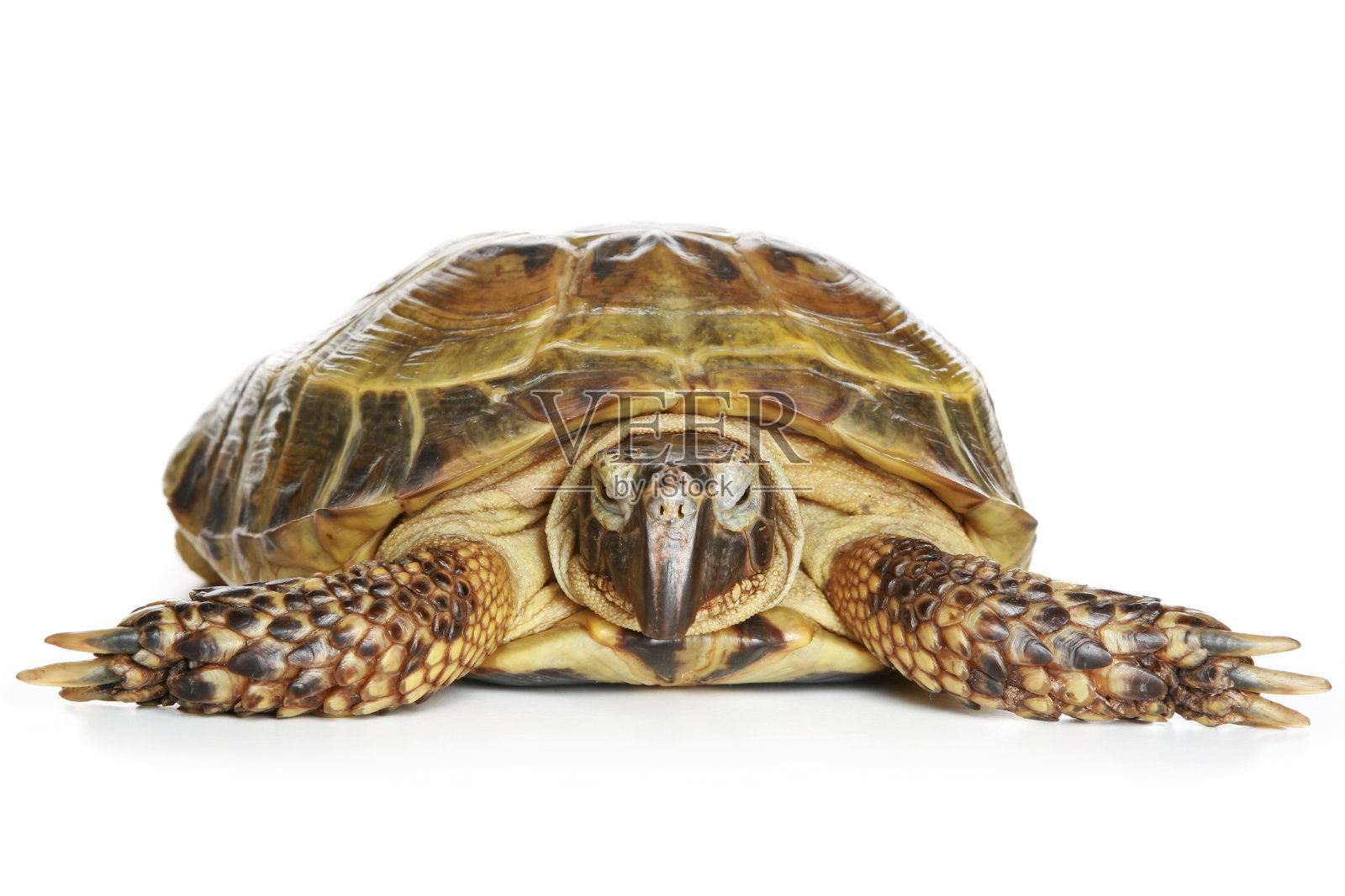 乌龟照片摄影图片