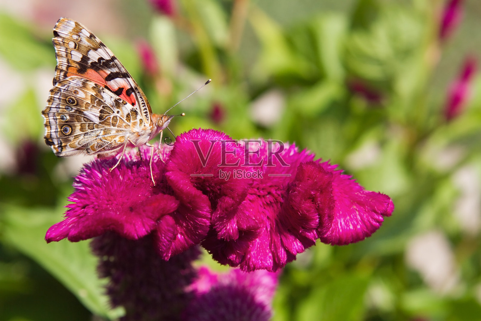 蝴蝶在花照片摄影图片