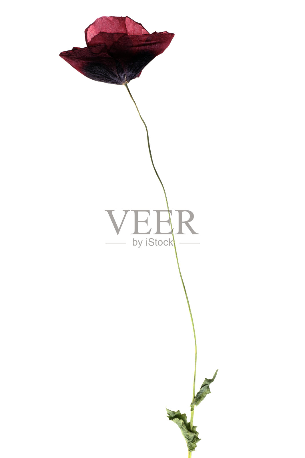 干燥的单一罂粟，孤立在白色上照片摄影图片