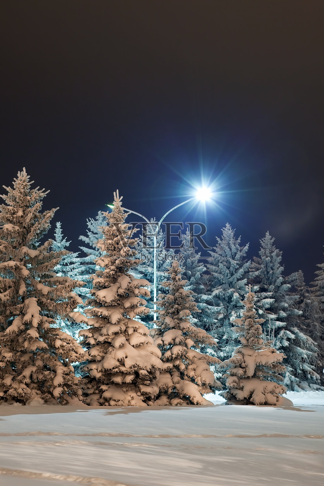 黄昏时的冷杉照片摄影图片