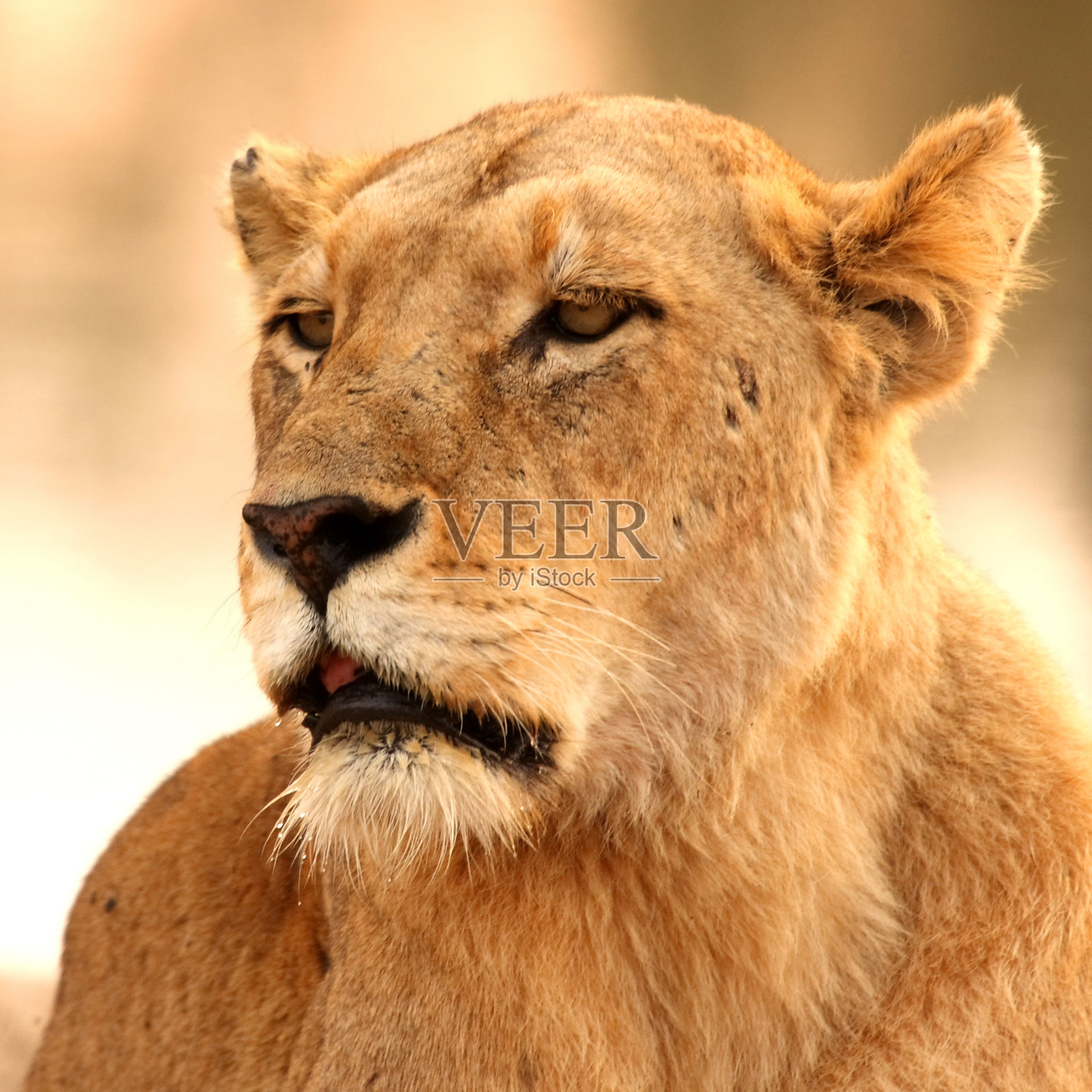 萨比沙的母狮照片摄影图片