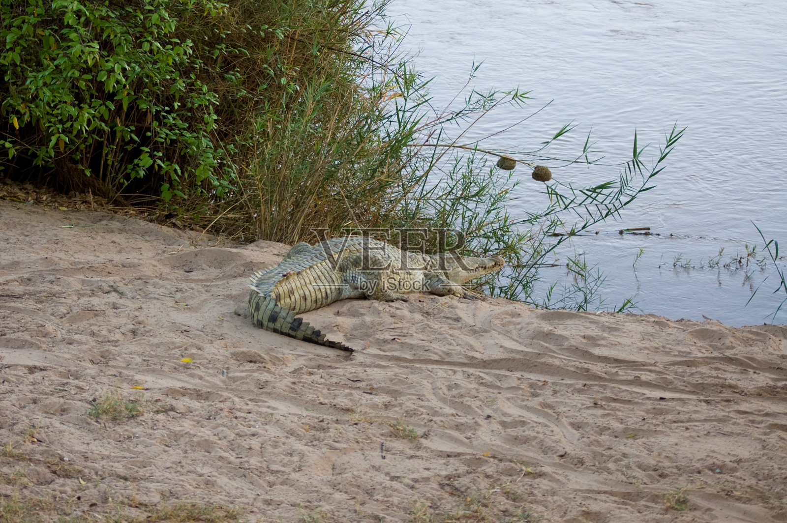 等待食物照片摄影图片