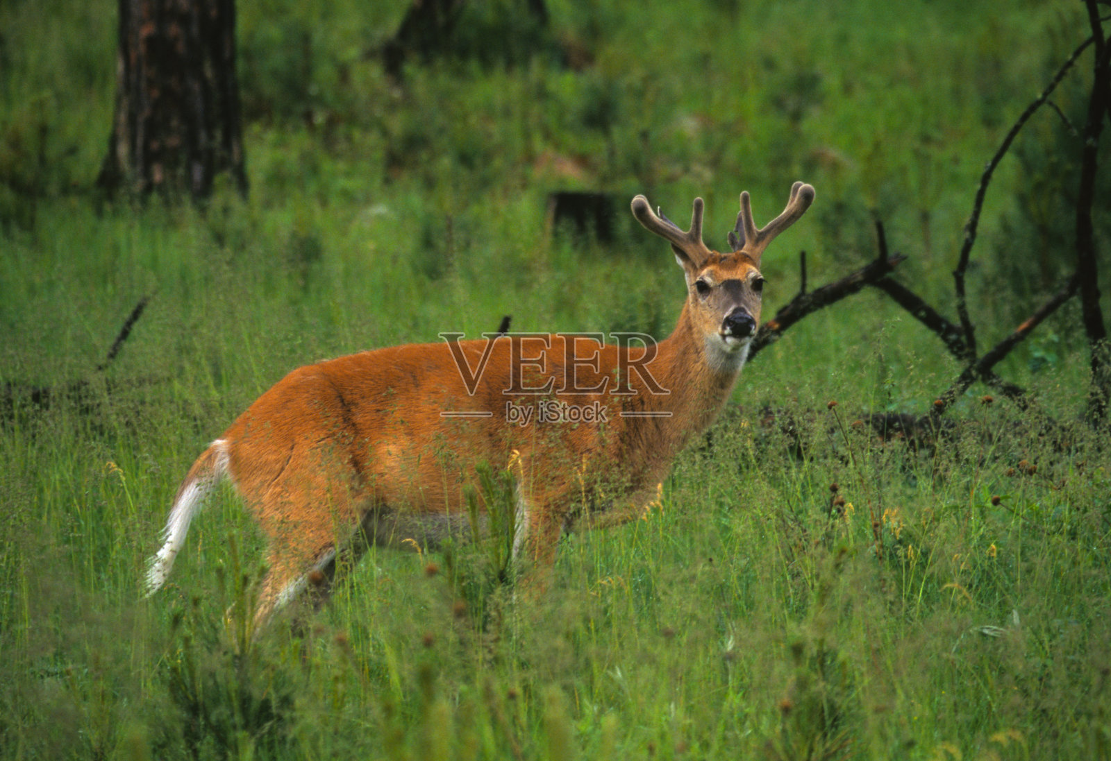 穿天鹅绒的白尾雄鹿照片摄影图片