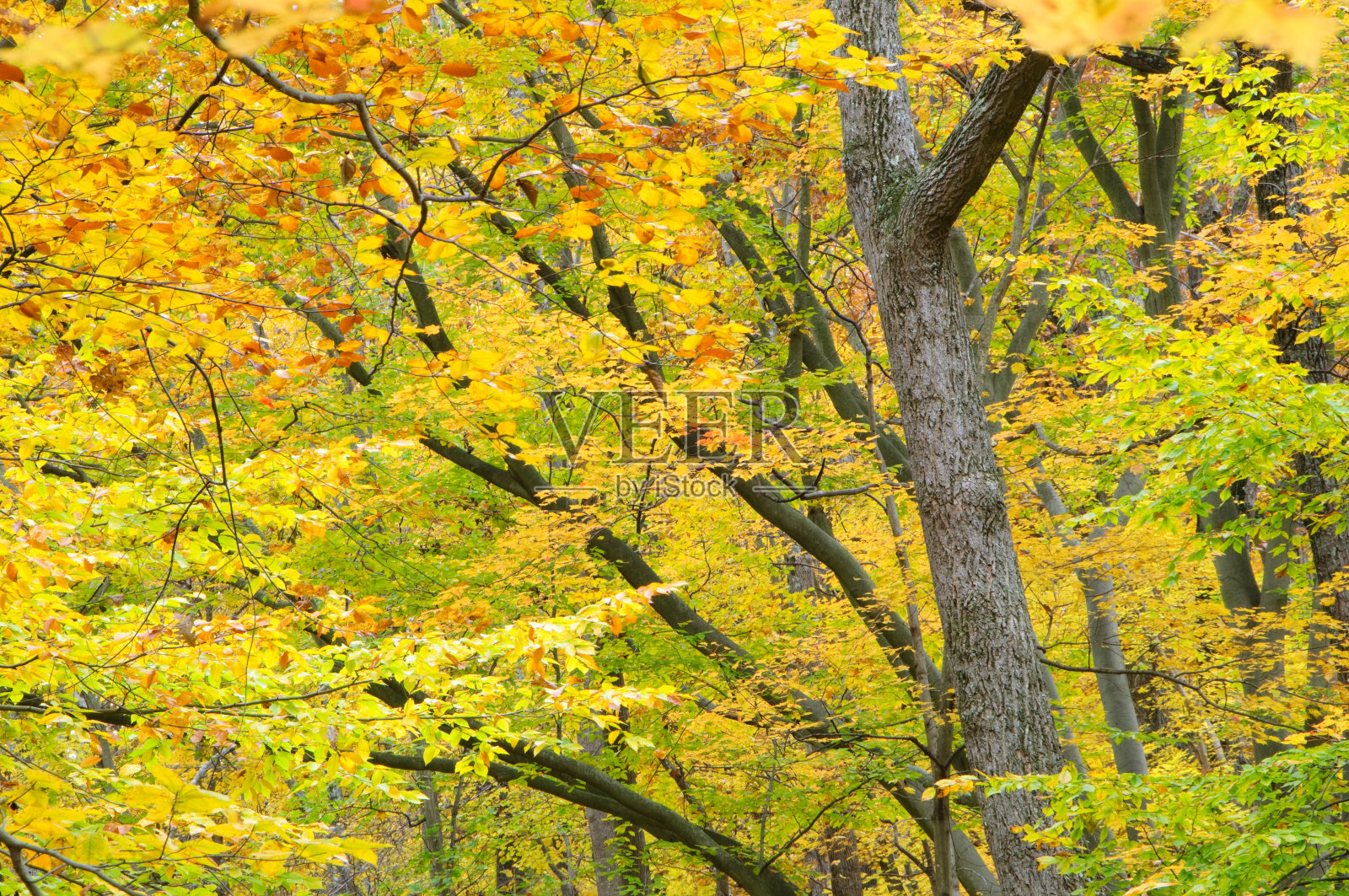 秋天的树林照片摄影图片
