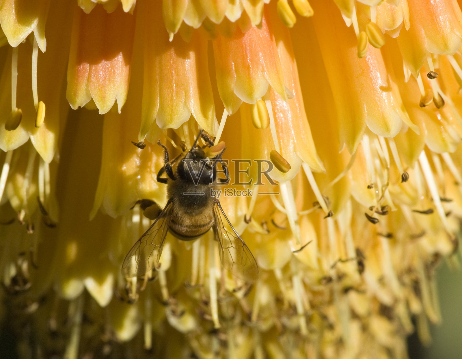 蜜蜂在芦荟花上照片摄影图片