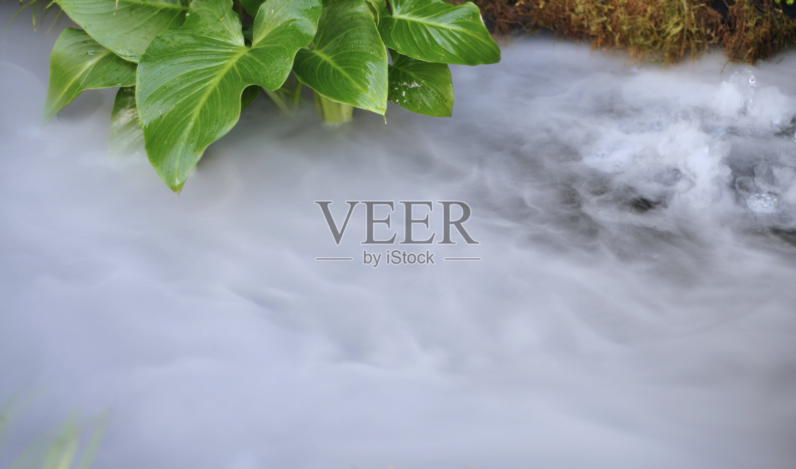 流水之上的绿叶照片摄影图片