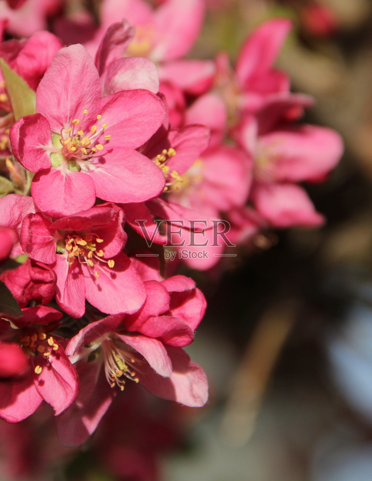 粉红色的缤纷照片摄影图片