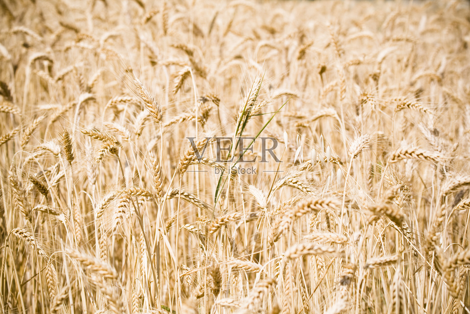 金色麦田背景照片摄影图片