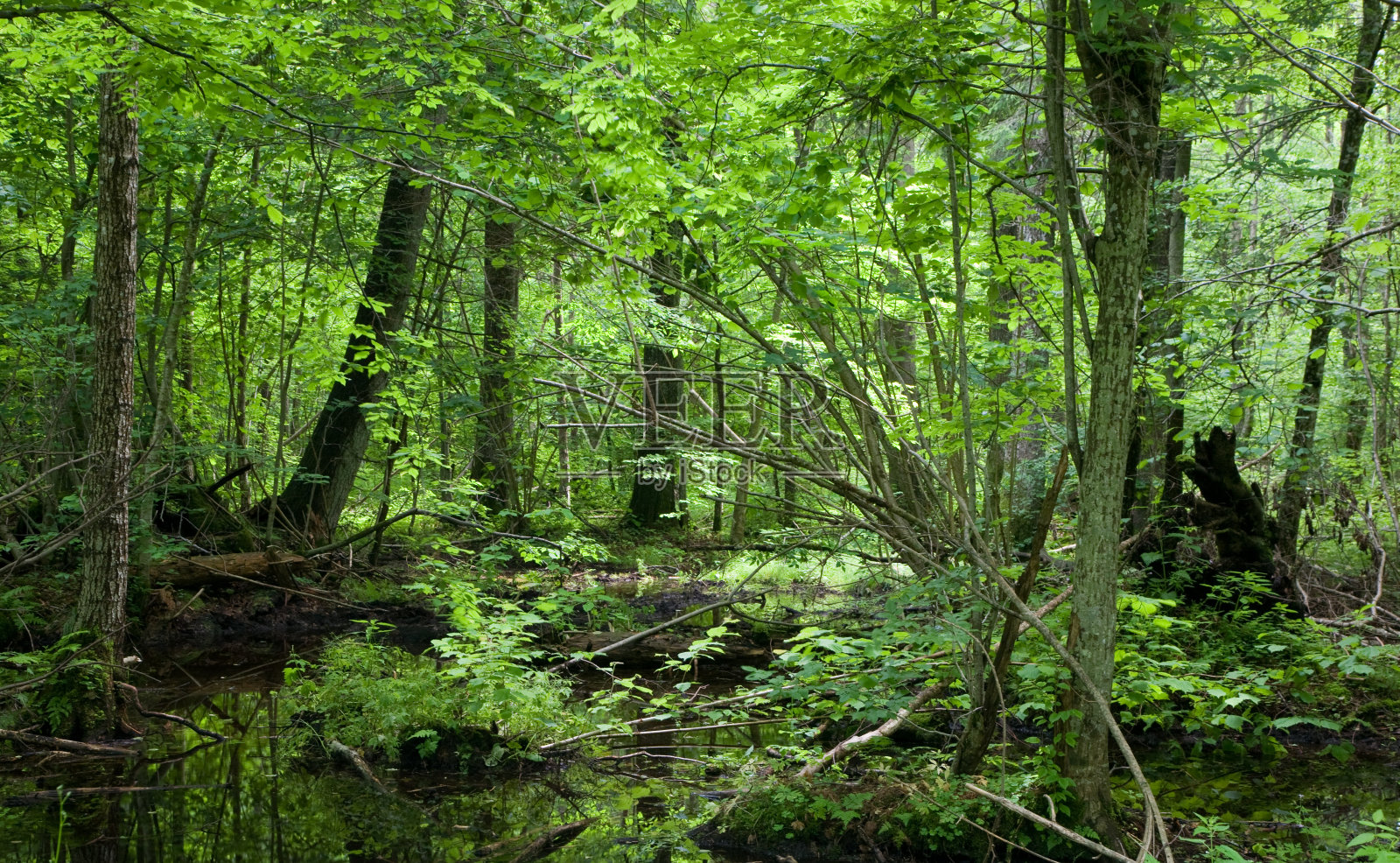 比亚沃维扎林春季潮湿的落叶林照片摄影图片