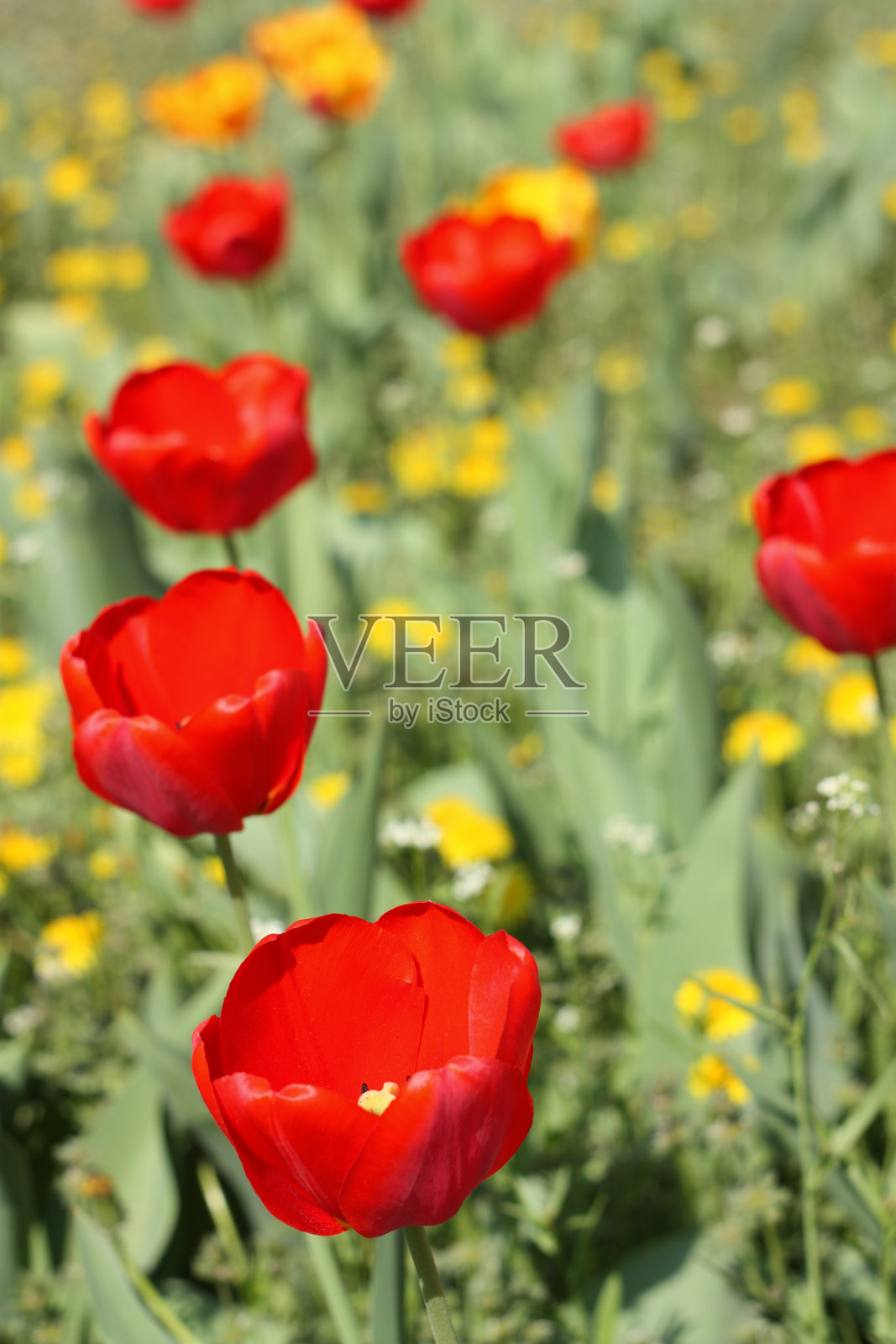 红色郁金香照片摄影图片