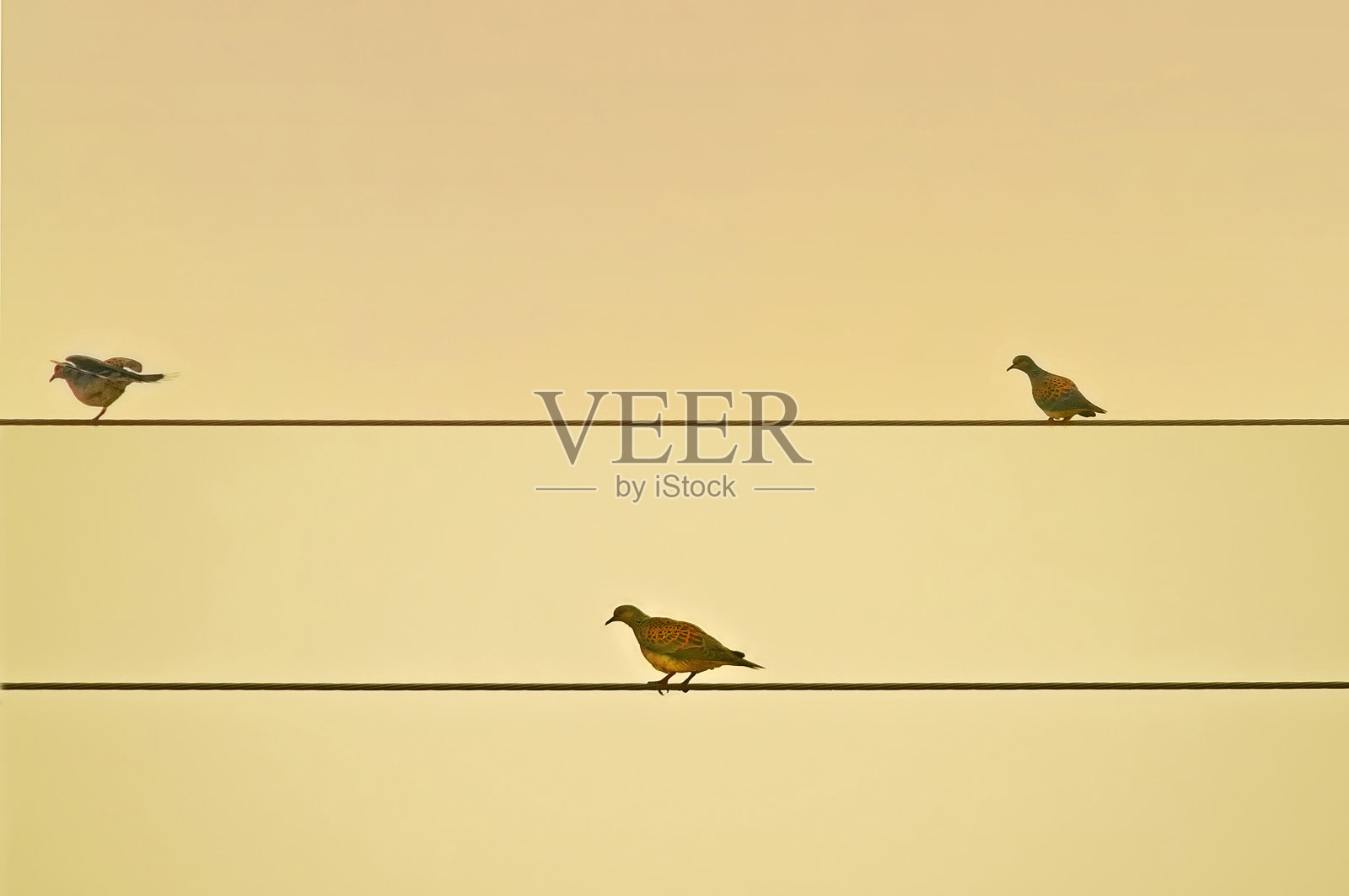 野鸽子照片摄影图片