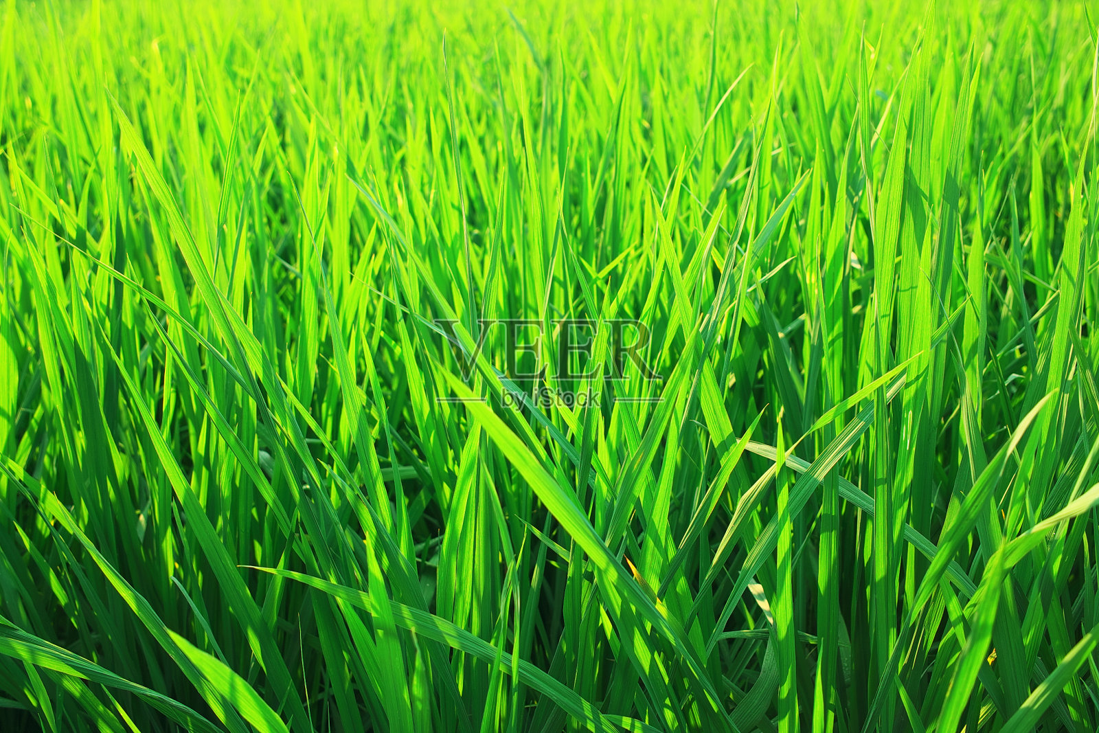 谷类作物的绿色幼苗照片摄影图片