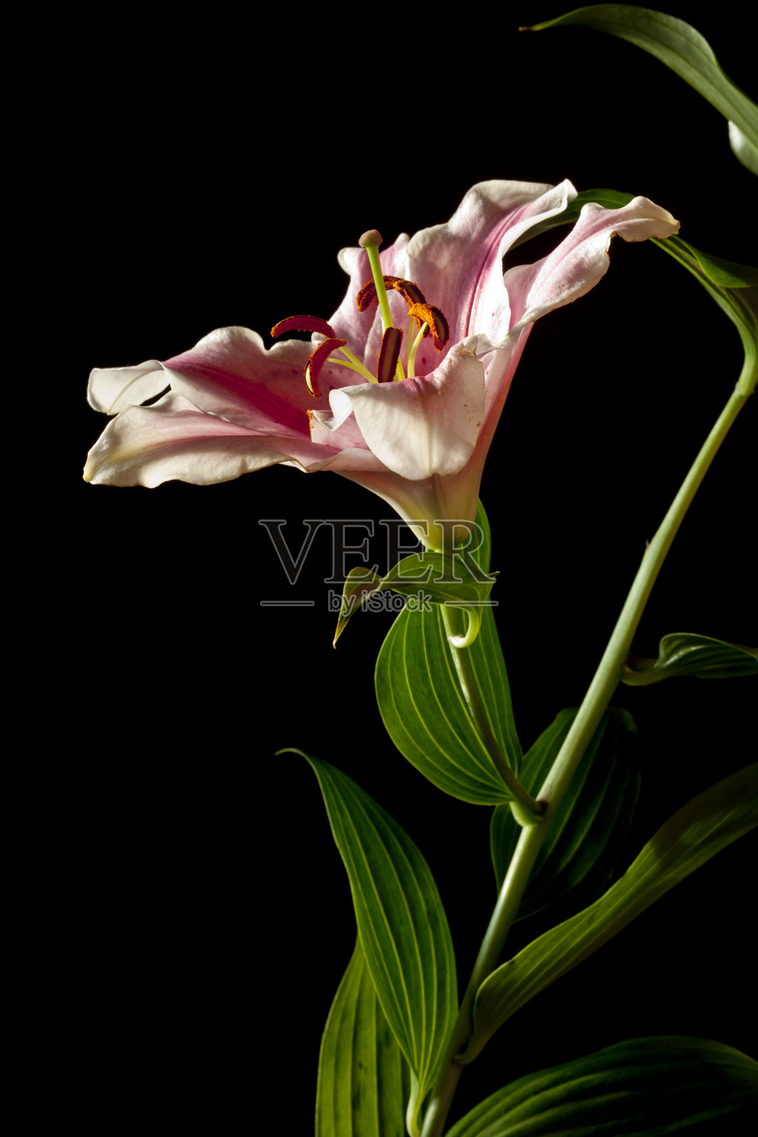 东方百合看星星的人照片摄影图片