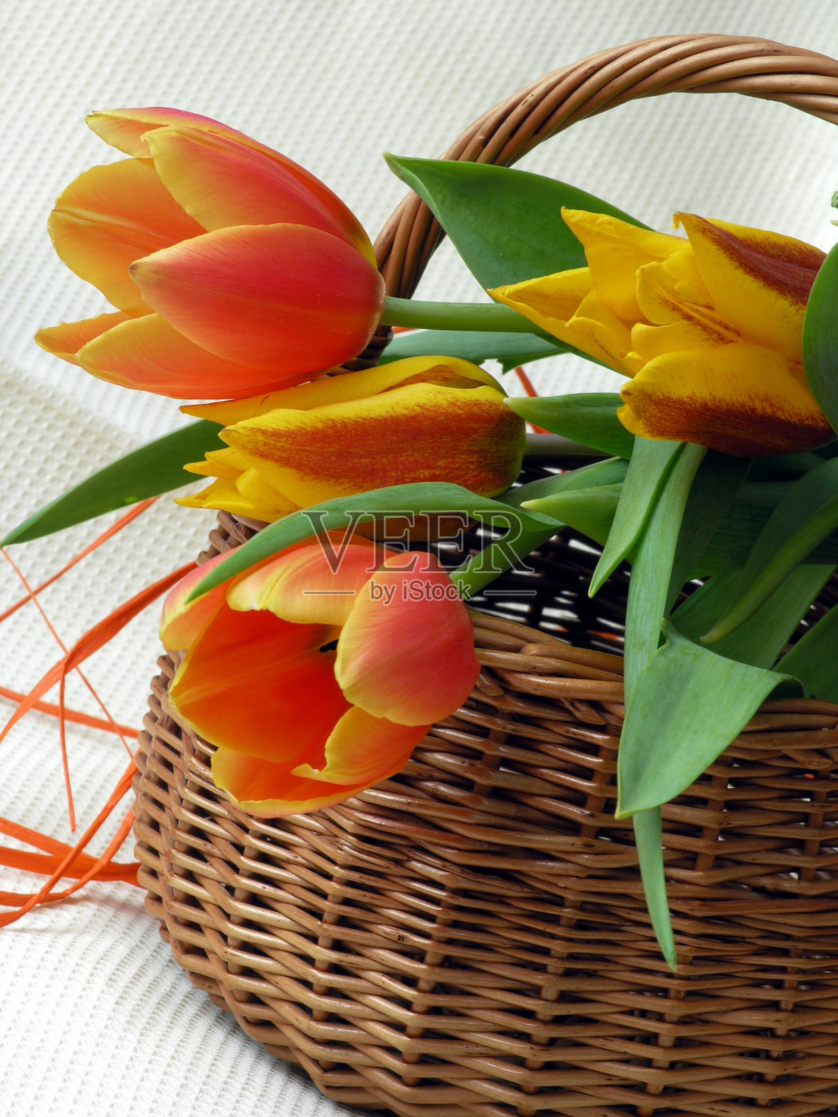 郁金香照片摄影图片