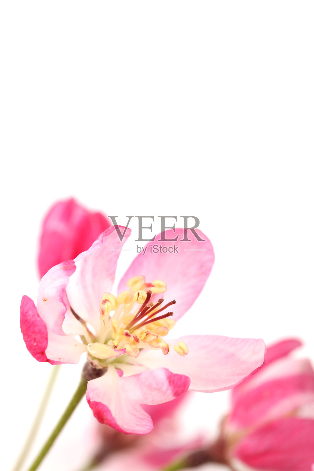 粉红春天开花照片摄影图片