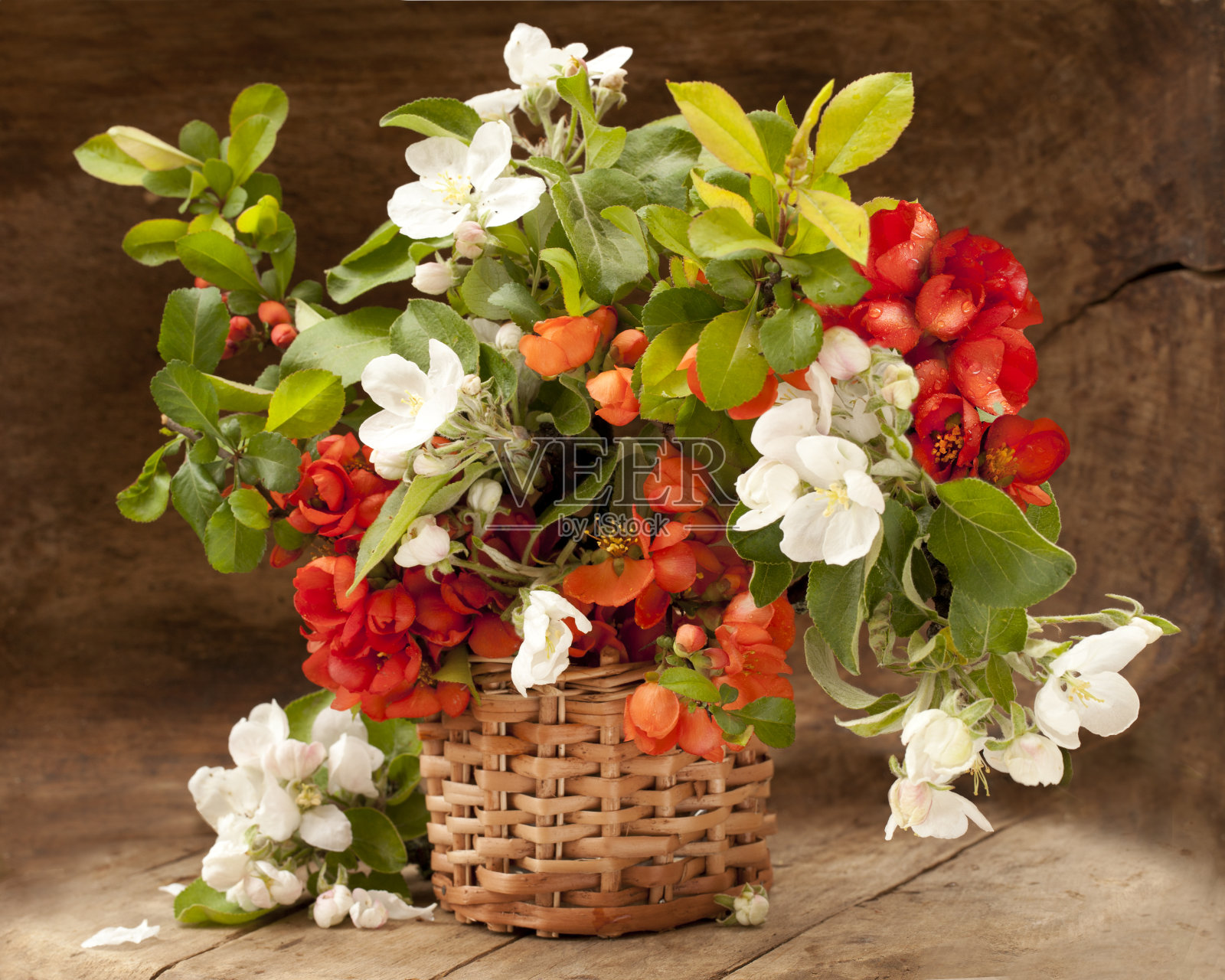 花束开花的榅桲和叶绿色照片摄影图片