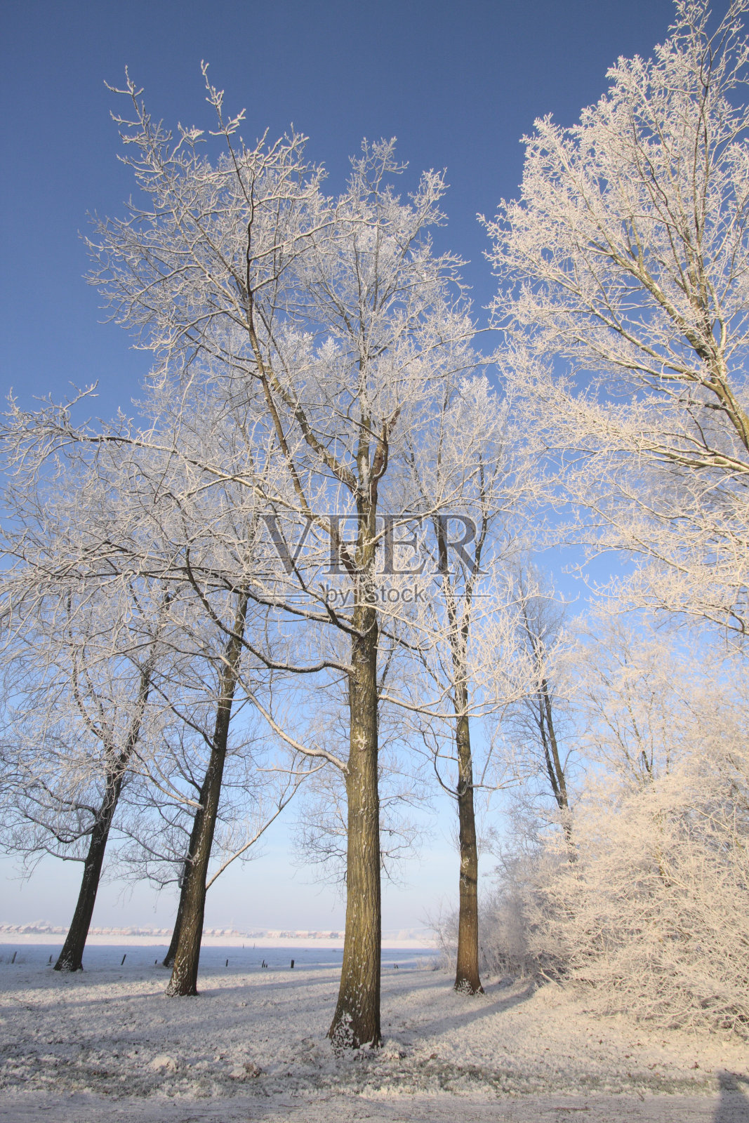 冬天的树在早晨的蓝色照片摄影图片