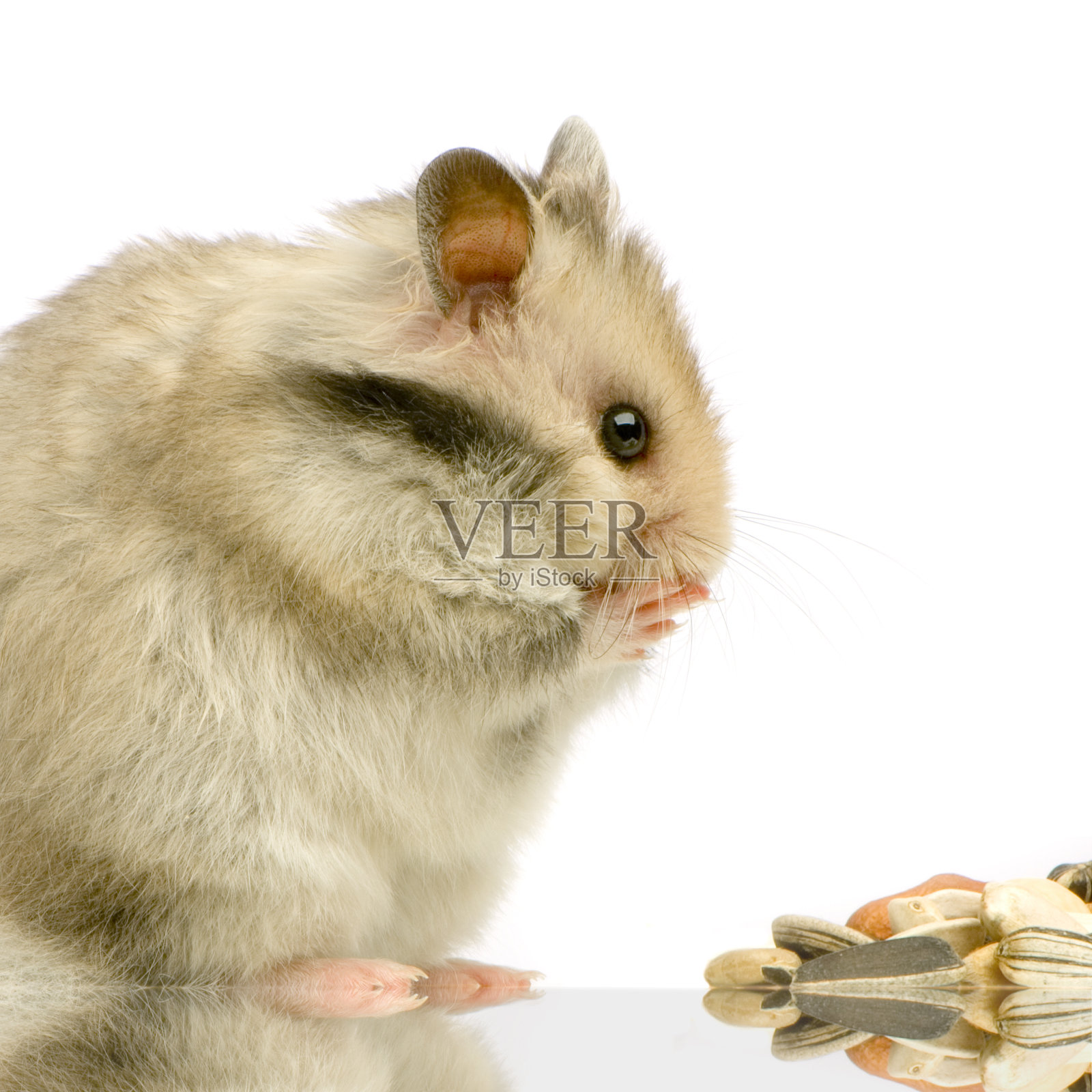 仓鼠照片摄影图片