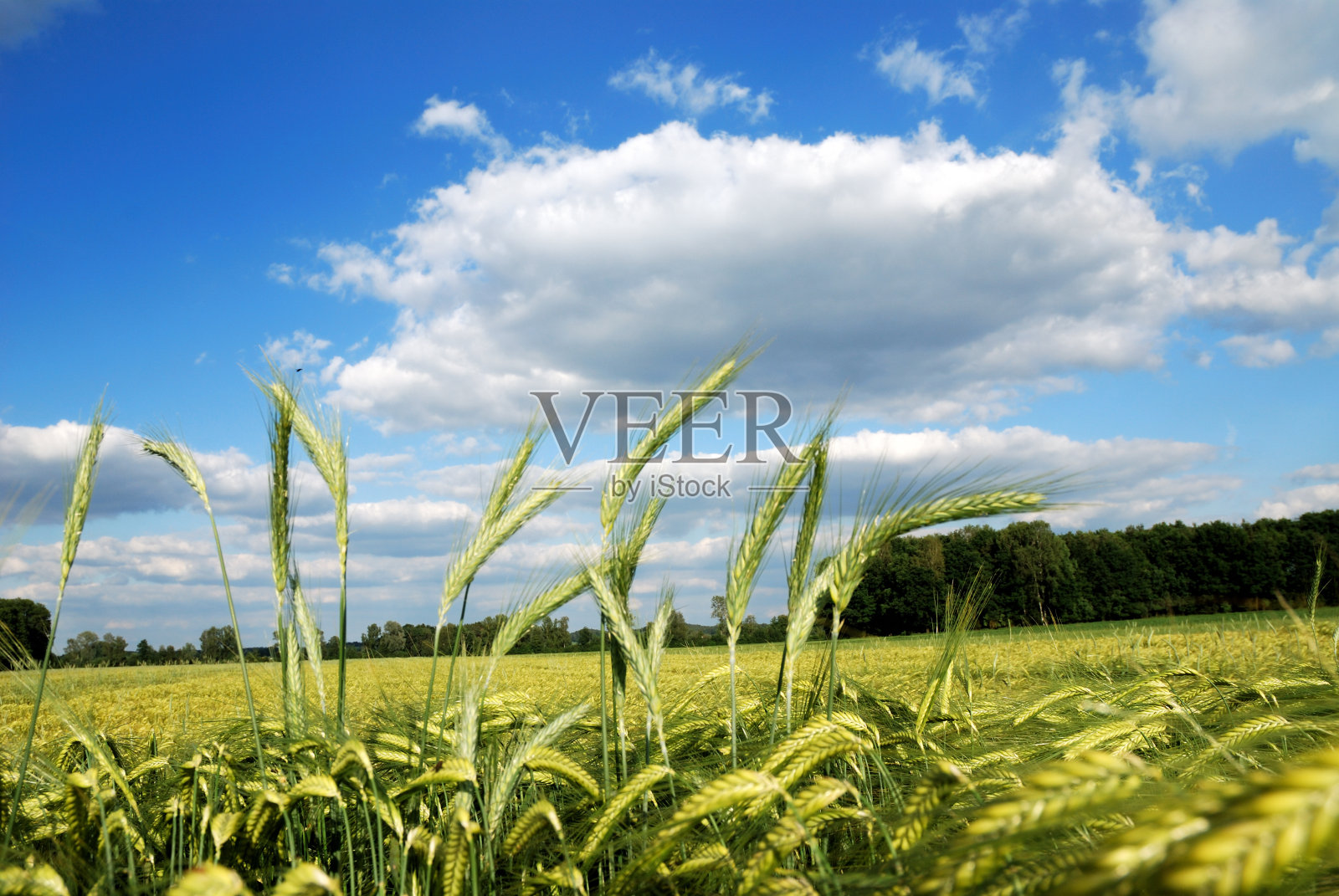 作物领域照片摄影图片