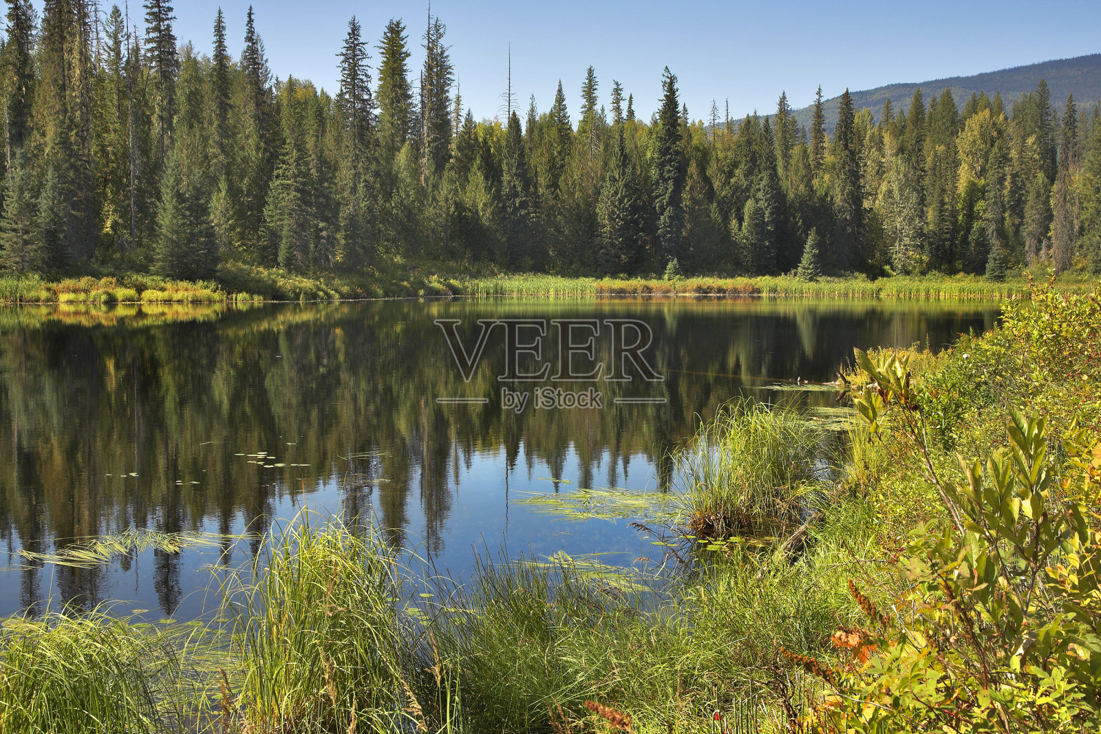 灌木丛变黄了。照片摄影图片