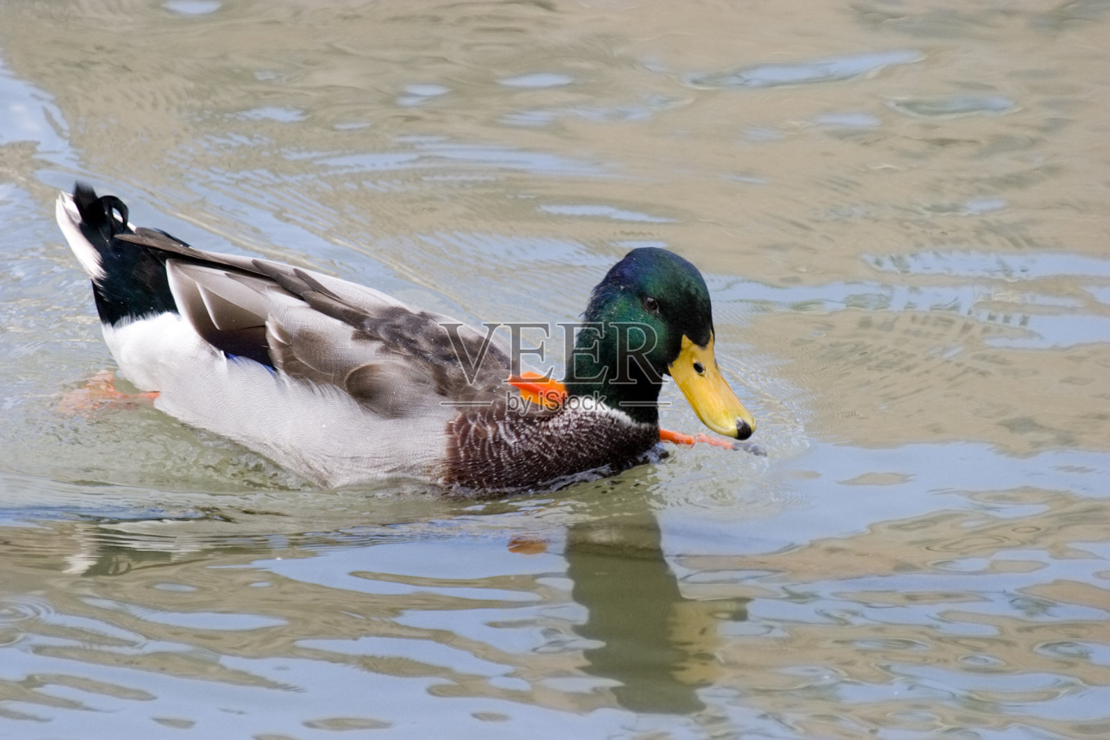 受伤的鸭子照片摄影图片