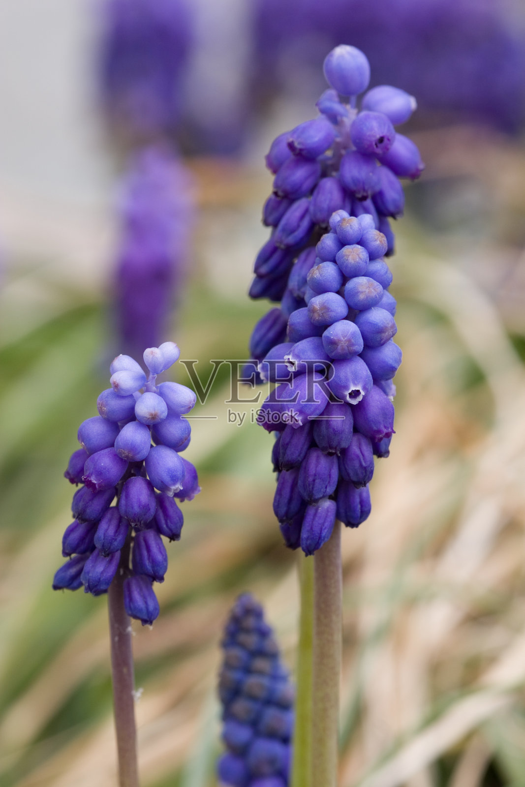 葡萄风信子花照片摄影图片