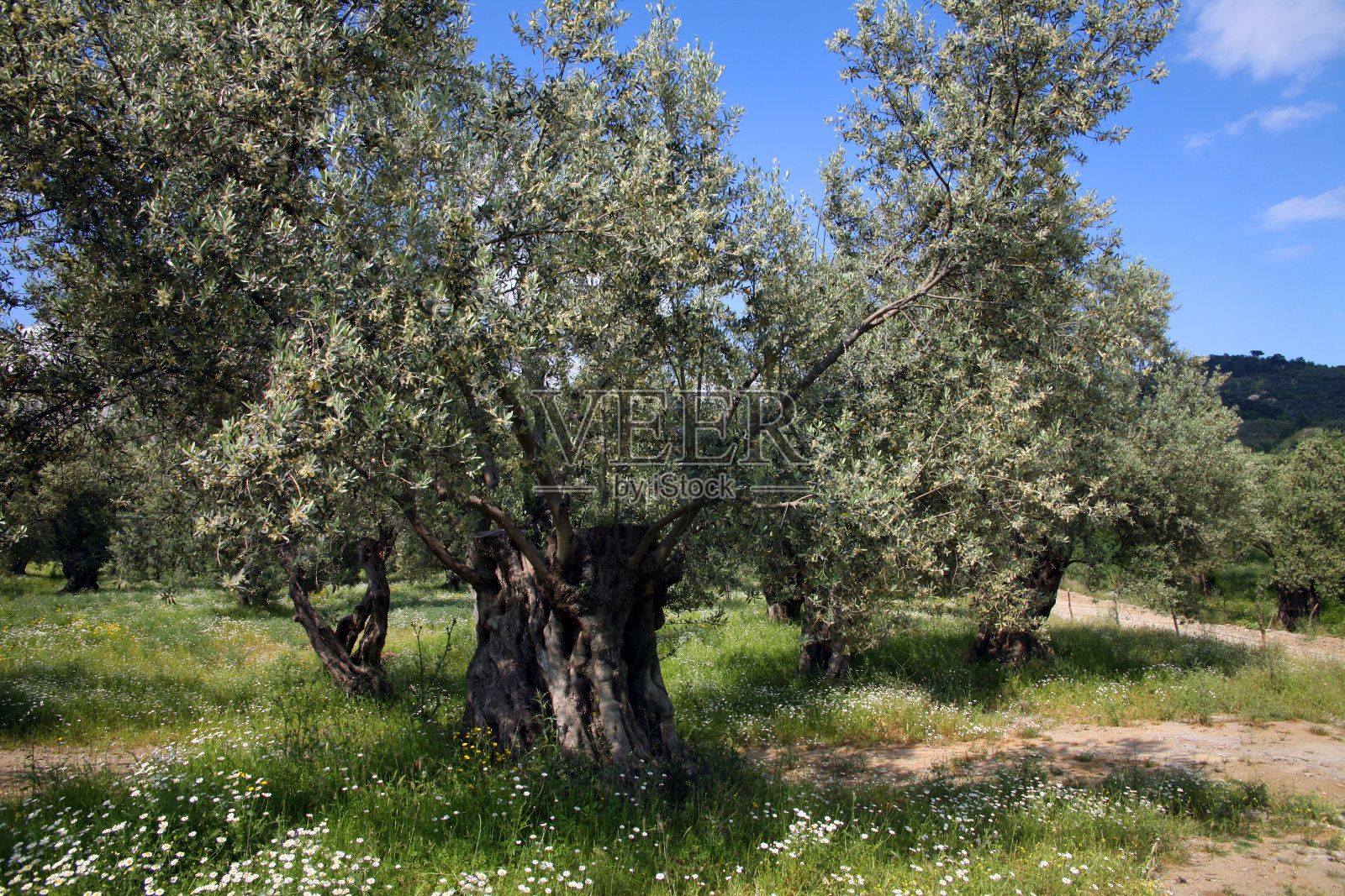橄榄树照片摄影图片