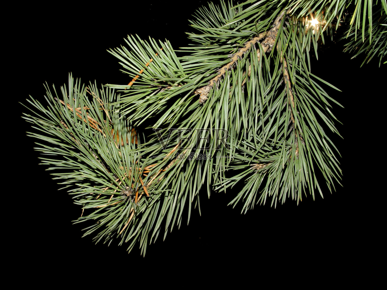 黑色松树的树枝照片摄影图片