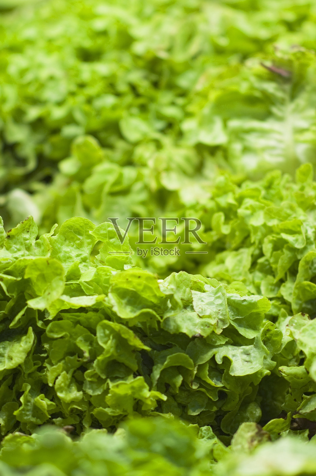 莴苣。照片摄影图片