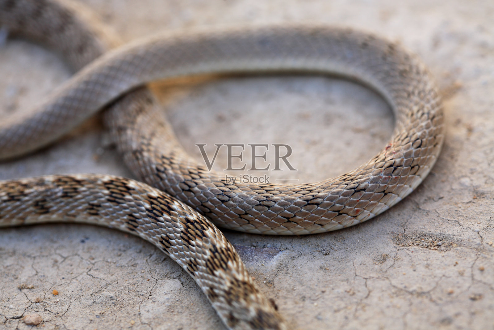 蛇的身体照片摄影图片