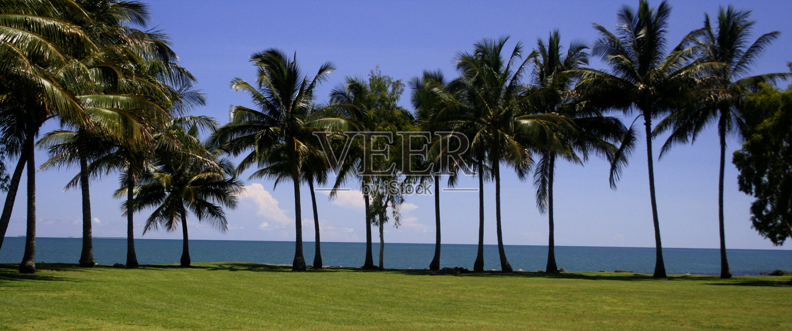 棕榈行照片摄影图片