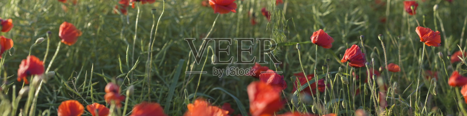 罂粟花。照片摄影图片