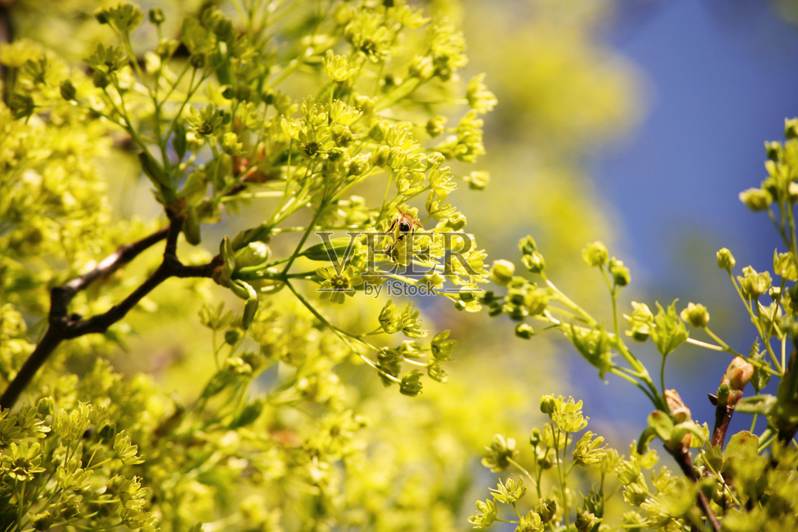 枫树开花(和一只蜜蜂)照片摄影图片