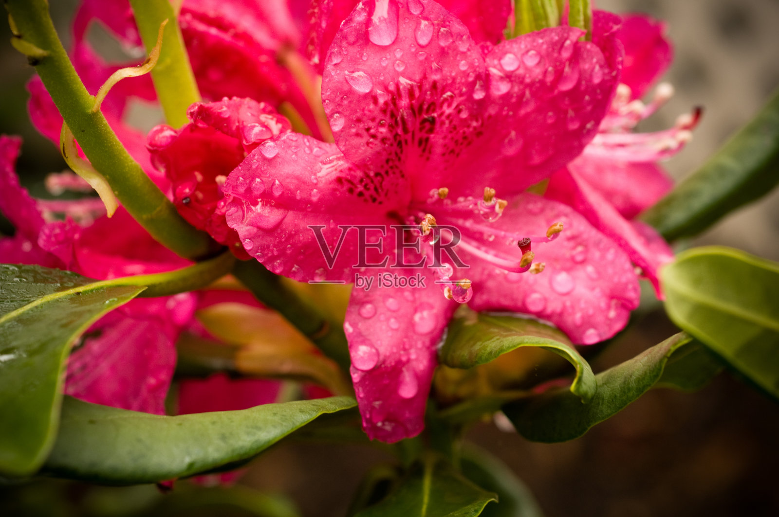 风雨后的春花照片摄影图片