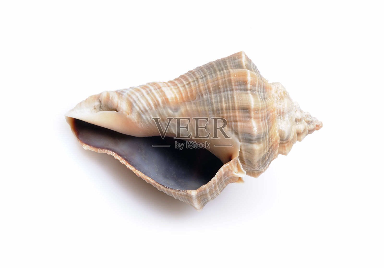 海贝孤立在白色上照片摄影图片