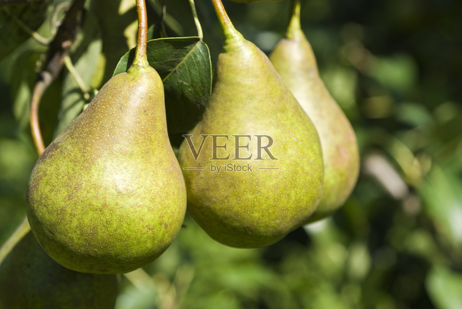 博斯克梨梨果园照片摄影图片