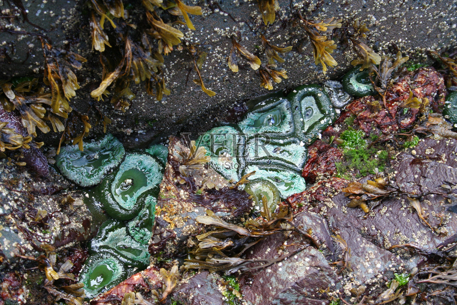 岩石裂缝中的海葵照片摄影图片
