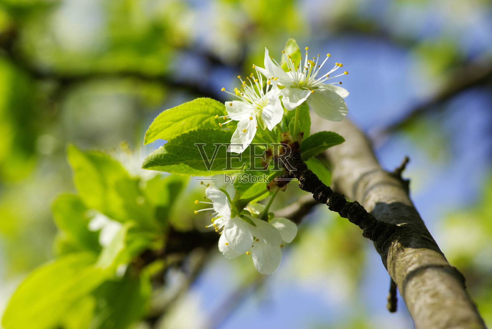 花照片摄影图片