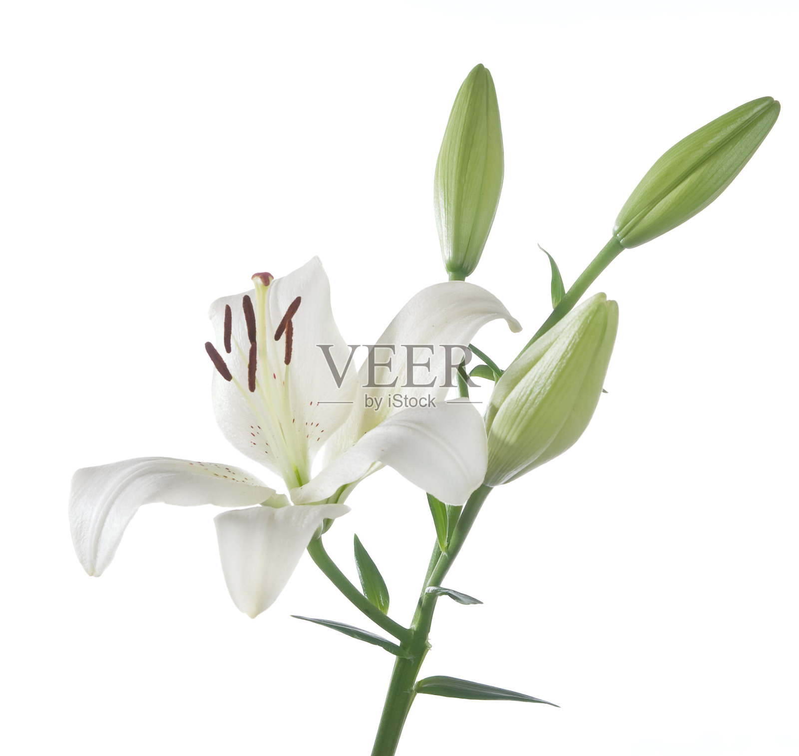 莉莉照片摄影图片