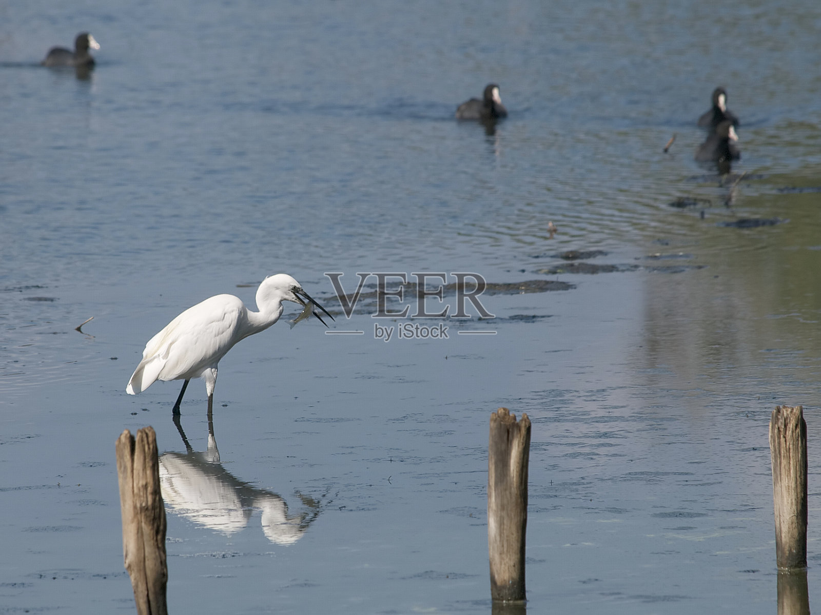 白鹭和鱼照片摄影图片