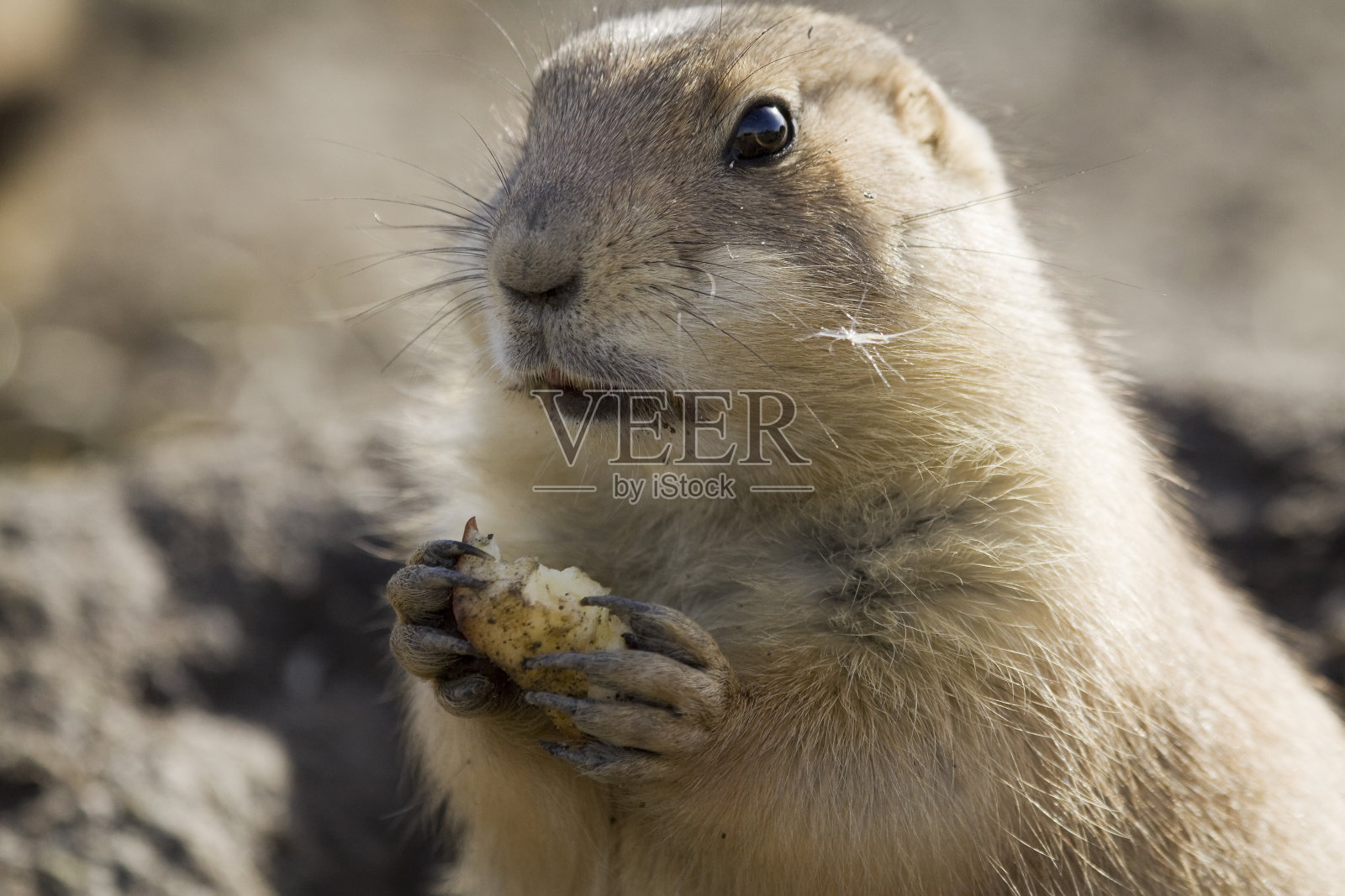 草原土拨鼠的特写照片摄影图片